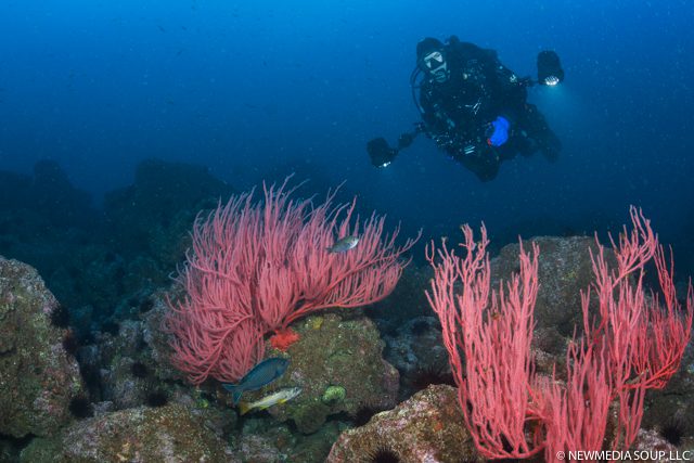 Underwater Images Santa Cruz Island Channel Islands Newmediasoup