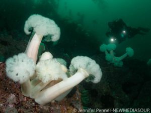 God's Pocket, Vancouver Island, British Columbia, Canada, cold water, scuba diving, green water, ocean, metridium, plumose anemone, diver, drysuit