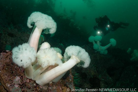 God's Pocket, Vancouver Island, British Columbia, Canada, cold water, scuba diving, green water, ocean, metridium, plumose anemone, diver, drysuit