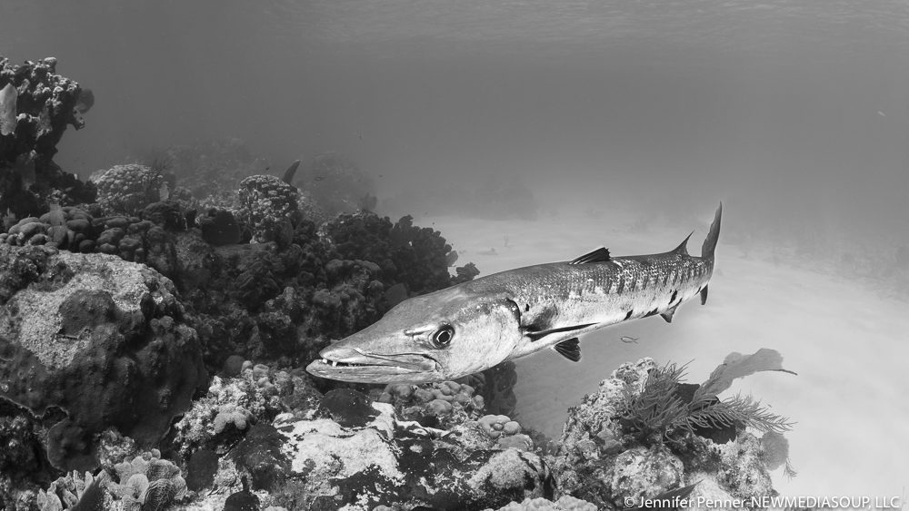 Barracuda underwater in Little Cayman