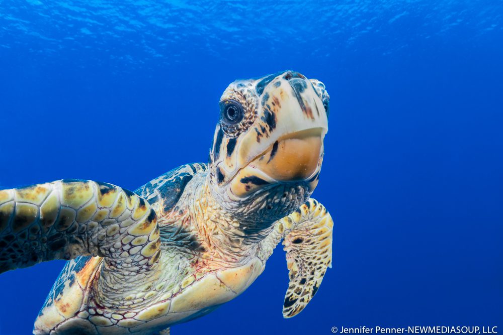 Hawksbill turtle underwater in Little Cayman