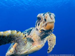 Little Cayman Hawksbill turtle underwater