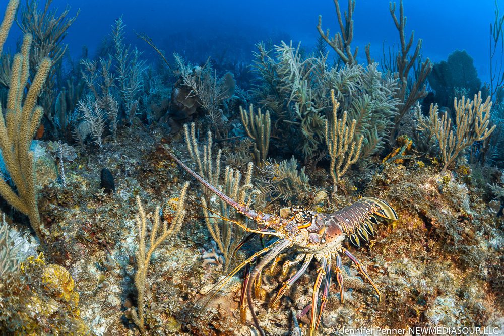 Lobster underwater in Little Cayman