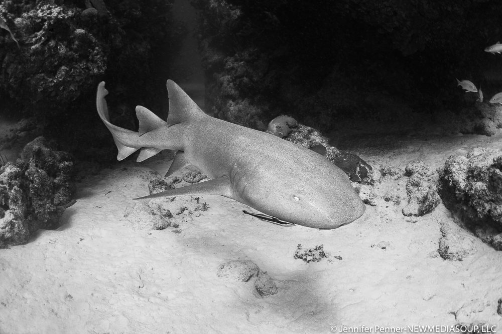 Nurse shark underwater in Little Cayman