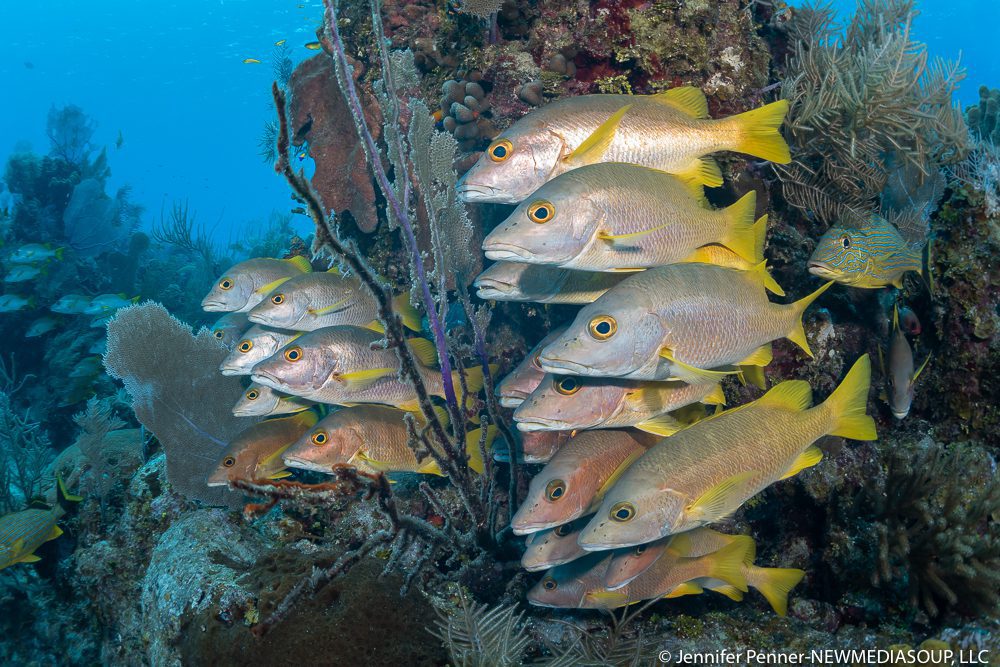 Schooling fish, grunts, underwater in Little Cayman