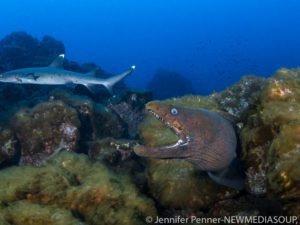 Revillagigedo Islands, Socorro, Mexico, Solmar V, scuba diving, live aboard, eel, shark, blue water, ocean