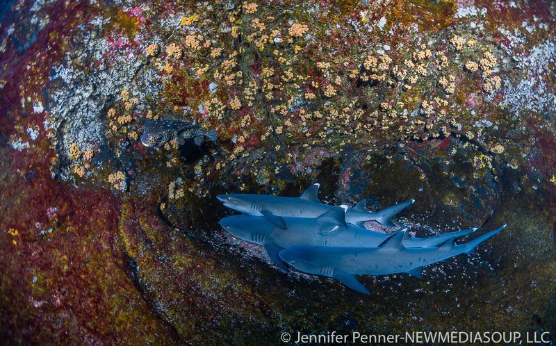 Newmediasoup-Jennifer-Penner-Revillagigedo-Socorro-Roca-Partida-Resting-Sharks-5733