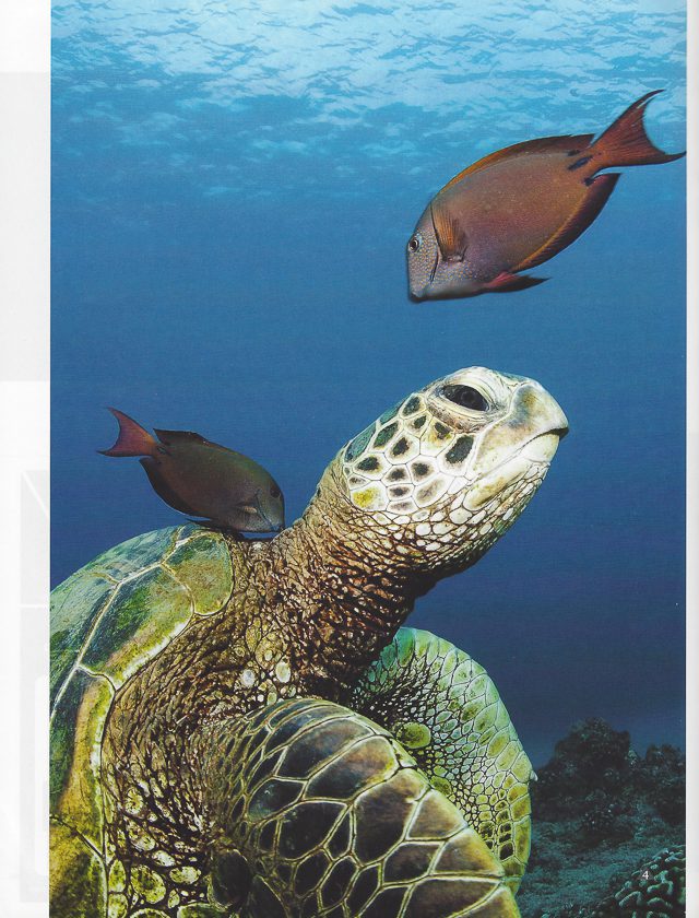 Newmediasoup-Scuba-Diver-Ocean-Planet-article-website-4