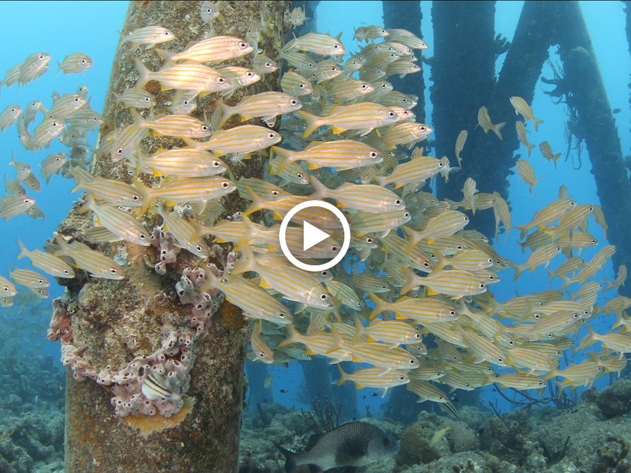 Below the Salt A Short Underwater Film Shot with the Canon 1DC